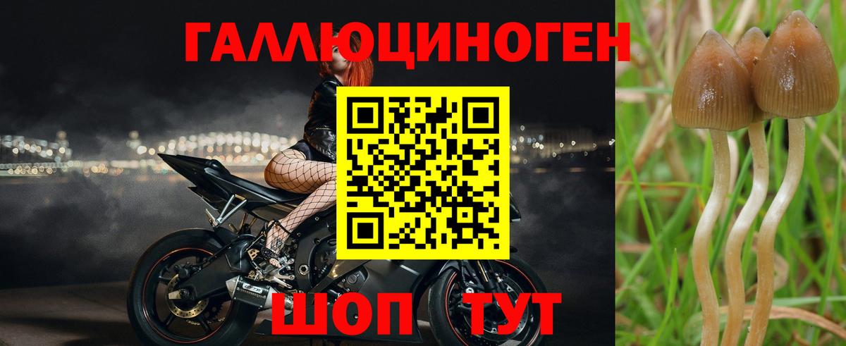 Псилоцибиновые грибы Psilocybine cubensis  Вход с VPN  Галлюциногенные грибы MAGIC MUSHROOMS  как найти закладки  Черняховск 